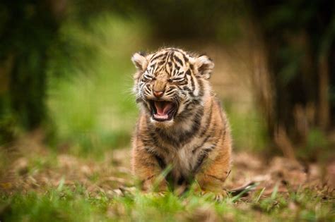 Cute Baby Tigers Wallpapers Wallpaper Cave