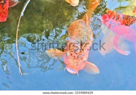 Beautiful Koi Fish Pond Stock Photo 1559889629 Shutterstock