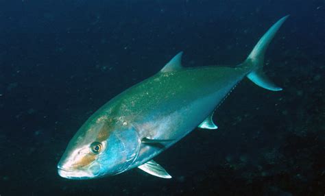 Amendments Under Development Gulf Of Mexico Fishery Management Council