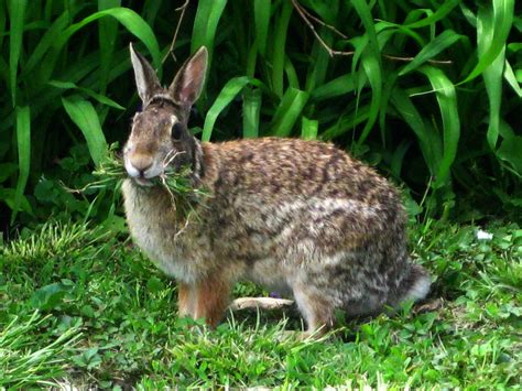 Rabbit Eating Gray Rabbit Eating Grass Wallpaper Pictures Of