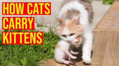 How Mother Cats Carry Kittens To A New Place All Cats Youtube