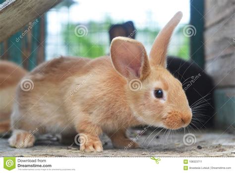 Furry Red Bunny Charming Animal Stock Image Image Of Mammal Paws
