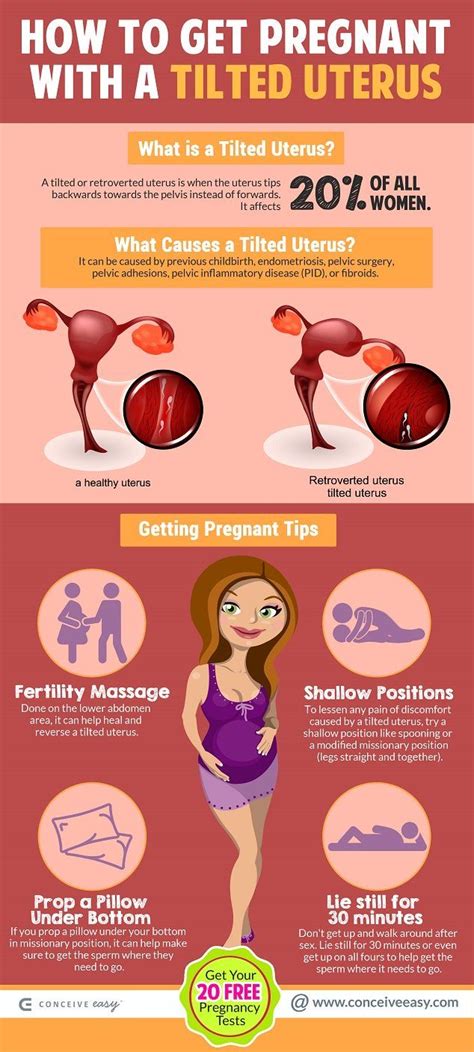 How To Get Pregnant With Adenomyosis Pregnantse