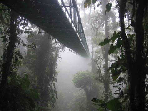 One Of The Hanging Bridges Of The Skywalk At The Monteverde Cloud