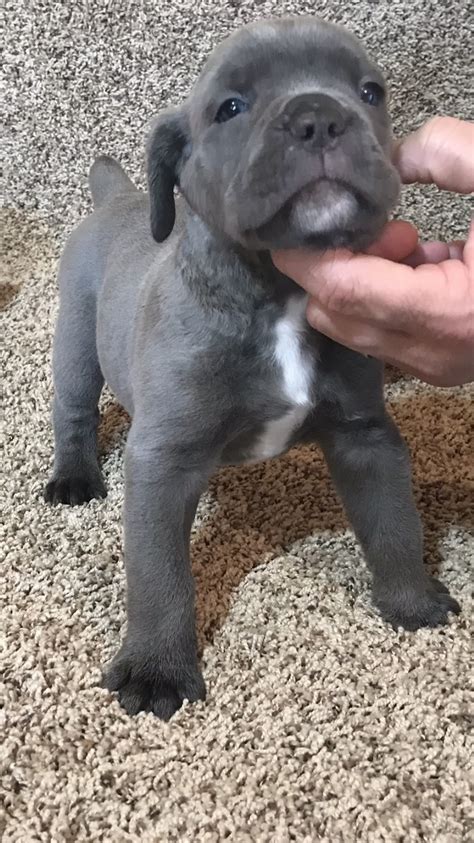 The national cane corso rescue in the united states. Cane Corso Puppies For Sale | Houston, OH #290579