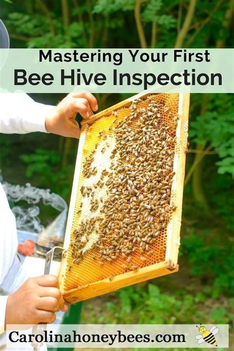 First Beehive Inspections For Beginning Beekeepers Can Be Frightening Know What To Look For
