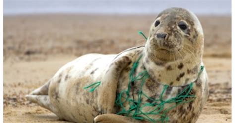 Plastic Pollution Vs Animal Life