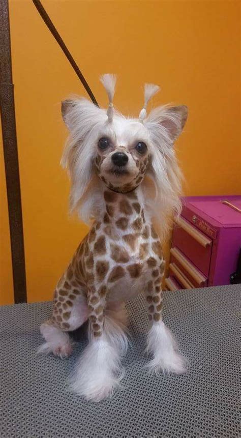 276 Best Crazy Dog Grooming Images On Pinterest Poodle