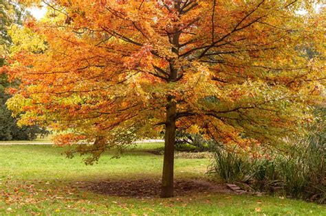 8 Oak Trees for Fall Foliage