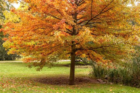 8 Oak Trees For Fall Foliage