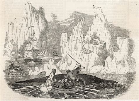 Whaling In The Arctic Drawing By Mary Evans Picture Library Fine Art