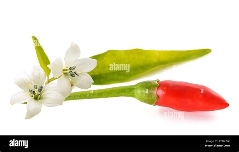 Chili Peppers Whit Flowers And Leaves Isolated On White Stock Photo Alamy