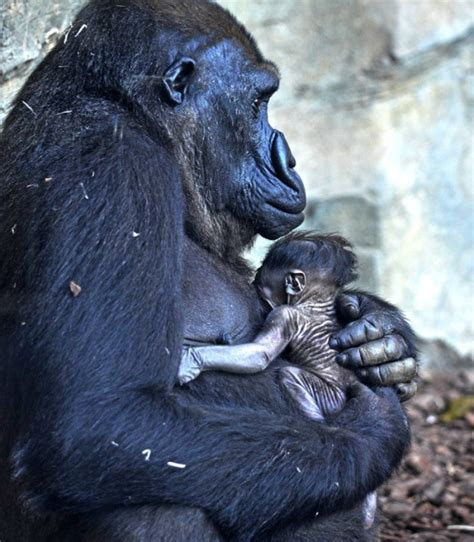 Baby Gorilla Born As Zoo Visitors Watch Zooborns
