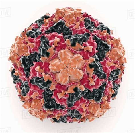 Human Rhinovirus Virion Stock Photo Dissolve