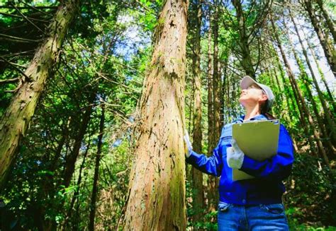 Online Forestry Degrees Explore The Best Programs Of 2024