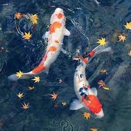 When they are eating, koi can be checked for parasites and ulcers. Do Koi & Pond Fish Sleep?|KOI Fish Habits|Rochester|New ...