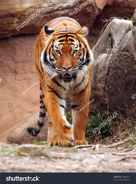 Tiger Walking Forward Stock Photo 10883071 Shutterstock