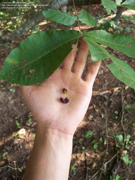 Plant Identification Closed Tree With Small Purple Fruit 1 By Kalefarmer
