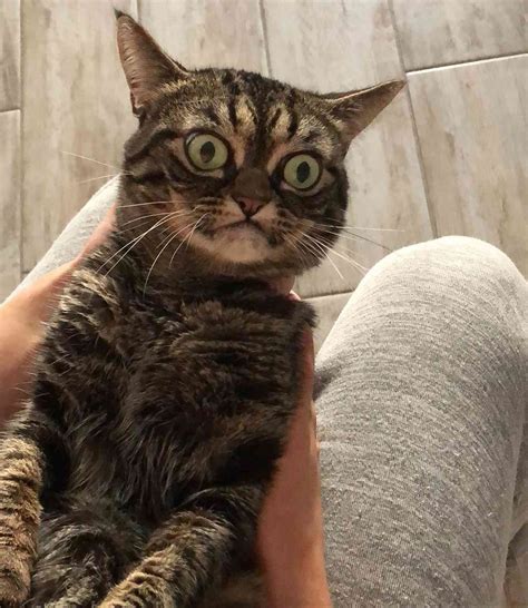 Kitzia The New Grumpy Cat On Instagram