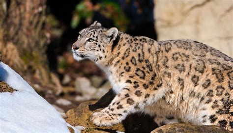 Wallpaper Snow Leopard Hunting Lie Hide 3493x2000 Wallup