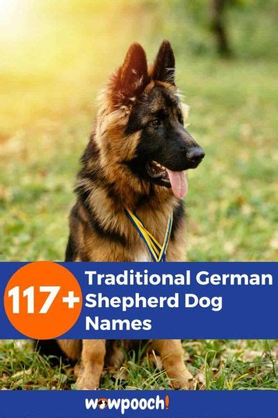 117 Traditional German Shepherd Dog Names Wowpooch