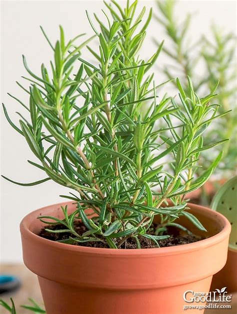How To Propagate A Rosemary Plant From Stem Cuttings 2022