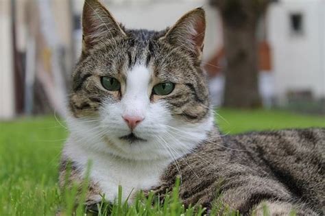Gegen katzen kaufe (hilft eh nicht). Was tun gegen Katzenkot im Garten? | Katzenkot ...