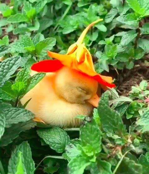 Video Of An Adorable Baby Duckling Fall Asleep With Flower On Her Head