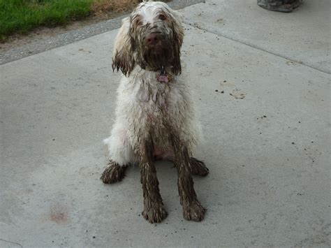 A Spinoni Has A Spa Day She Is Such A Princess Italian Spinone