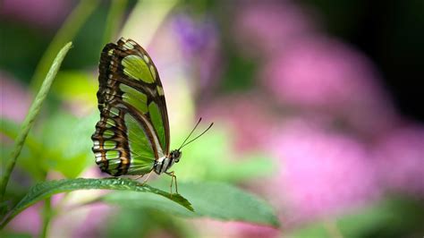 Green Butterfly Wallpapers Hd Wallpapers Id 10723