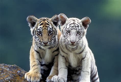 Orange And White Tiger Cubs Viesti Associates
