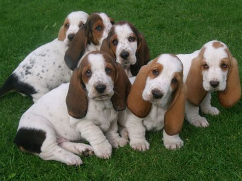 The most common basset hound puppies material is ceramic. Basset Hound Puppies For Sale | Las Vegas, NV #230056