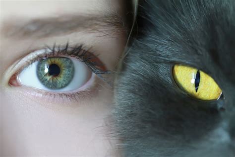 Why Can We Sense When People Are Looking At Us Cool Eyes Cats Cat