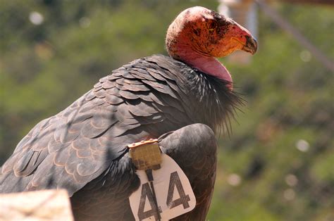 Oakland Zoo To Treat Endangered California Condors For Lead Poisoning
