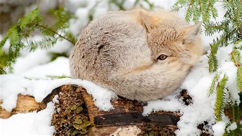 The Twelve Species Of True Foxes Worldatlas