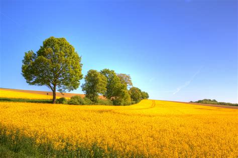 Wallpaper Sunlight Landscape Hill Nature Sky Field Yellow