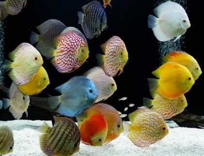 Cocok banget kalau ingin ngebuat akuarium lebih hidup. 76 Ikan Hias Air Tawar Aquarium tanpa Oksigen dan dengan ...
