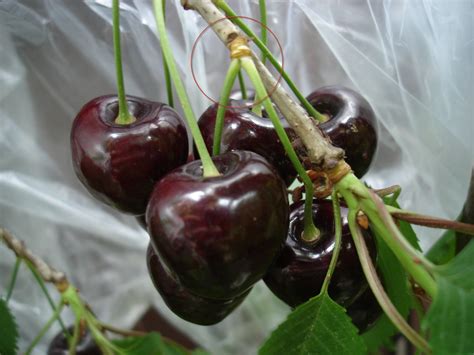 Jul 27, 2020 · what is a cherry plum tree hybrid? Nadia Sweet cherry x plum hybrid - General Fruit Growing ...