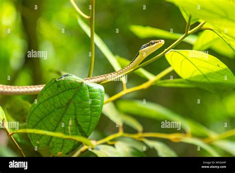 Green Rainforest Snake In Yanoda Park Next To Sanya Hainan China