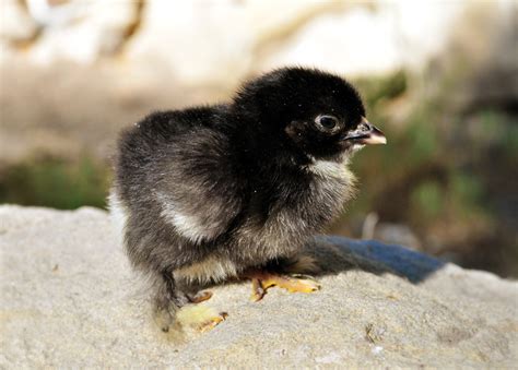 Cute Black Baby Chickens