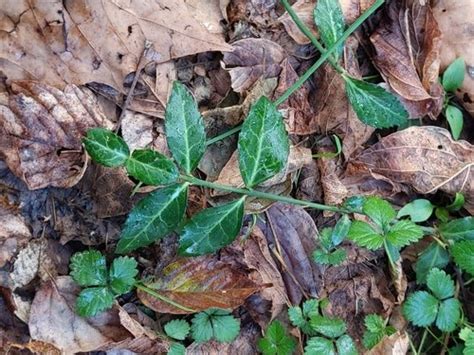 Know Your Invasive Plants Wintercreeper — Woods And Waters Land Trust