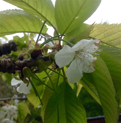 Cherry Blossoms Disappearing — Bbc Gardeners World Magazine