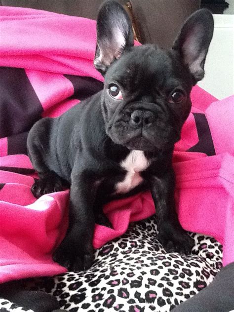 We have over 100 cute, funny, and famous options for girls and boys. Matilda Bebé, the French Bulldog Puppy (With images ...