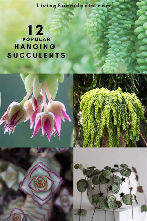 12 Most Popular Types Of Hanging Succulents With Pictures