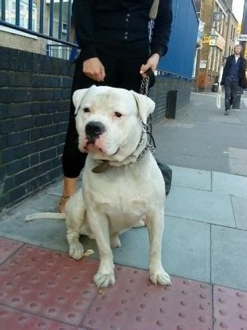 You never know when an obscure name is about to surge in popularity, or if someone i have a 6 year old american yellow lab named otis my previous lab was black and named leroy , roy for short. Kane - 3 year old male American Bulldog available for adoption