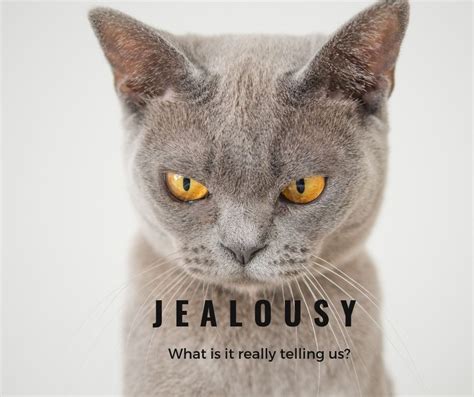Jealousy What Is It Really Telling Us Jealousy Emotions Learning