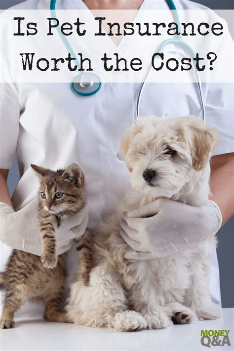Is Pet Insurance Worth The Cost What You Need To Know