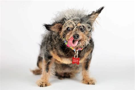 Scamp The Tramp Crowned Worlds Ugliest Dog The Dogington Post
