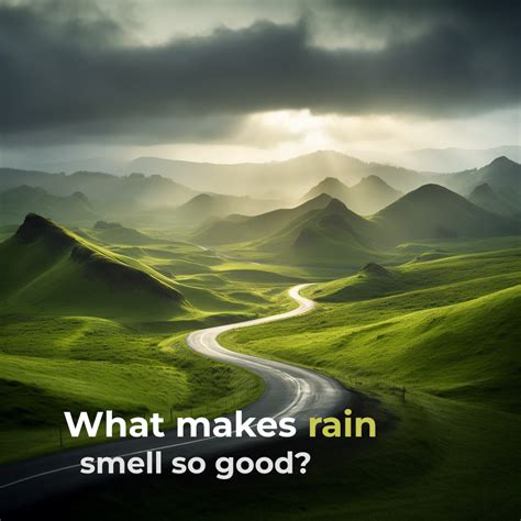 What Makes Rain Smell So Good Sonuby Weather