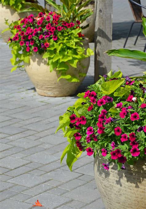 Plant Combination Ideas For Container Gardens 🌺 🌿 Boost Your Patio Appeal